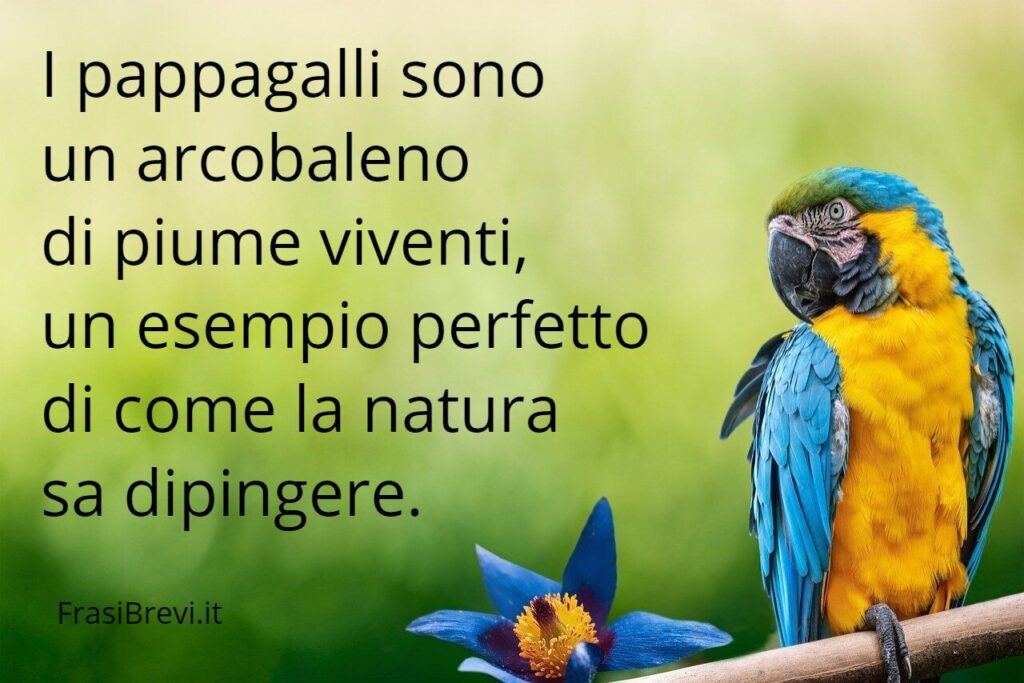 frasi sui pappagalli